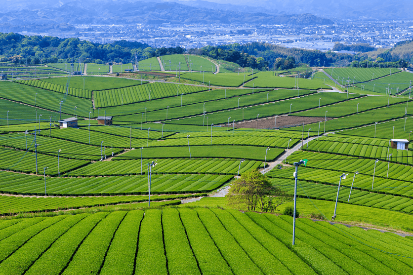 イメージ：茶畑